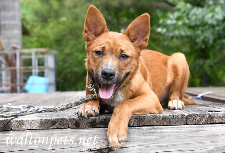 Red Cattle Dog Puppy adoption Picture