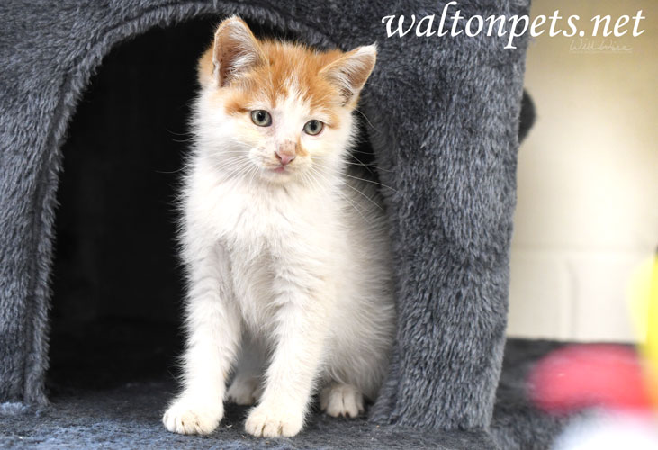 orange and white kitten adoption Picture