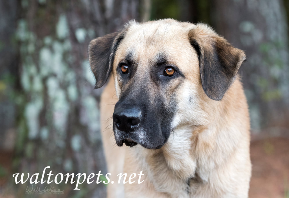 Anatolian Kangal Shepherd Mountain Dog Picture