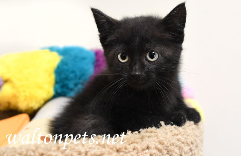 black kitten pet adoption photography Picture