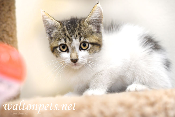 tabby white kitten adoption Picture