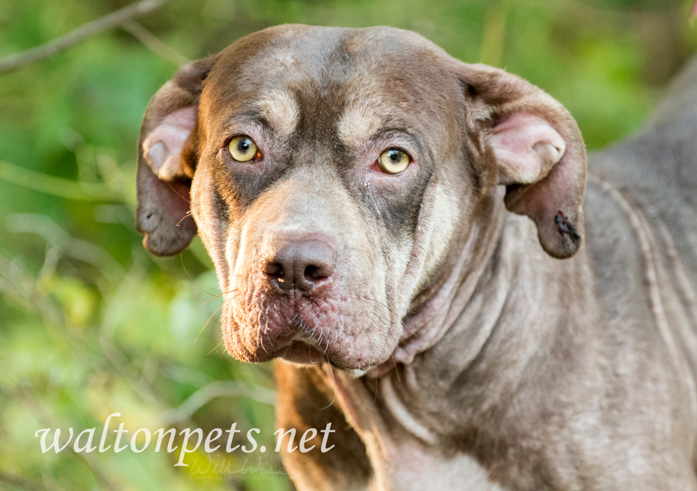 Sad Shar Pei Pitbul mix dog with mange Picture