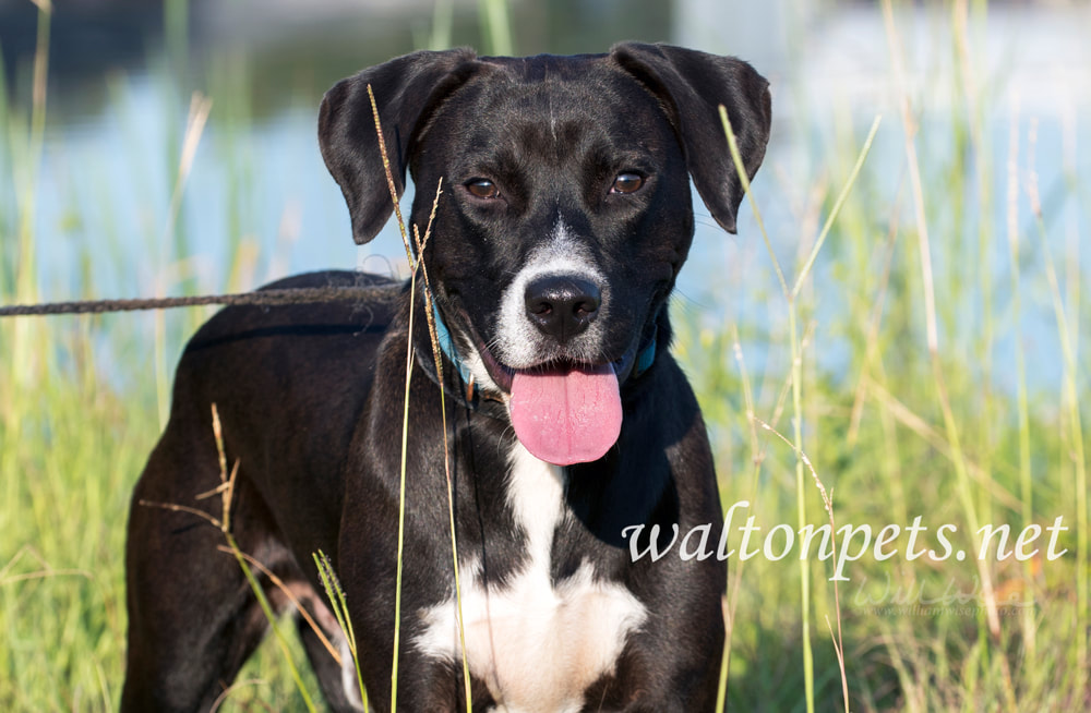 Beagle Labrador mixed breed dog with blue collar and leash Picture