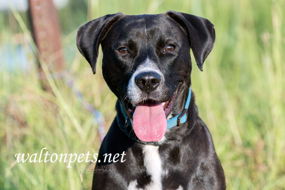 Beagle Labrador mixed breed dog with blue collar and leash Picture