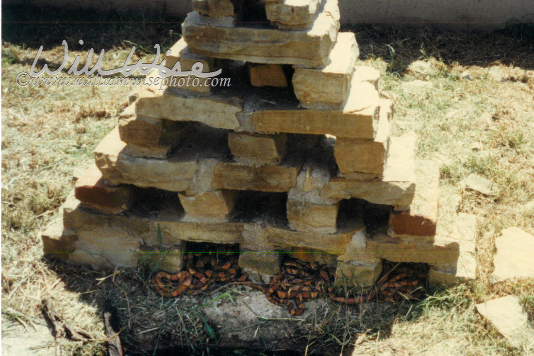 Trans-pecos Copperhead snake Picture