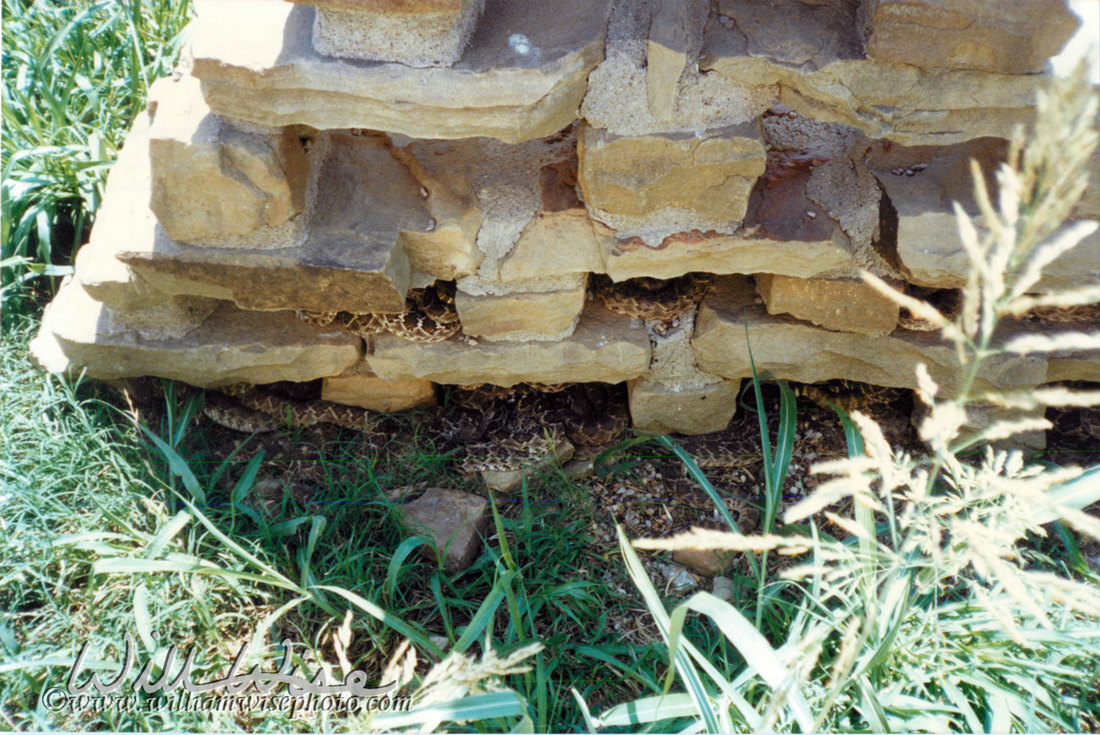 Western Diamondback Rattlesnake Picture