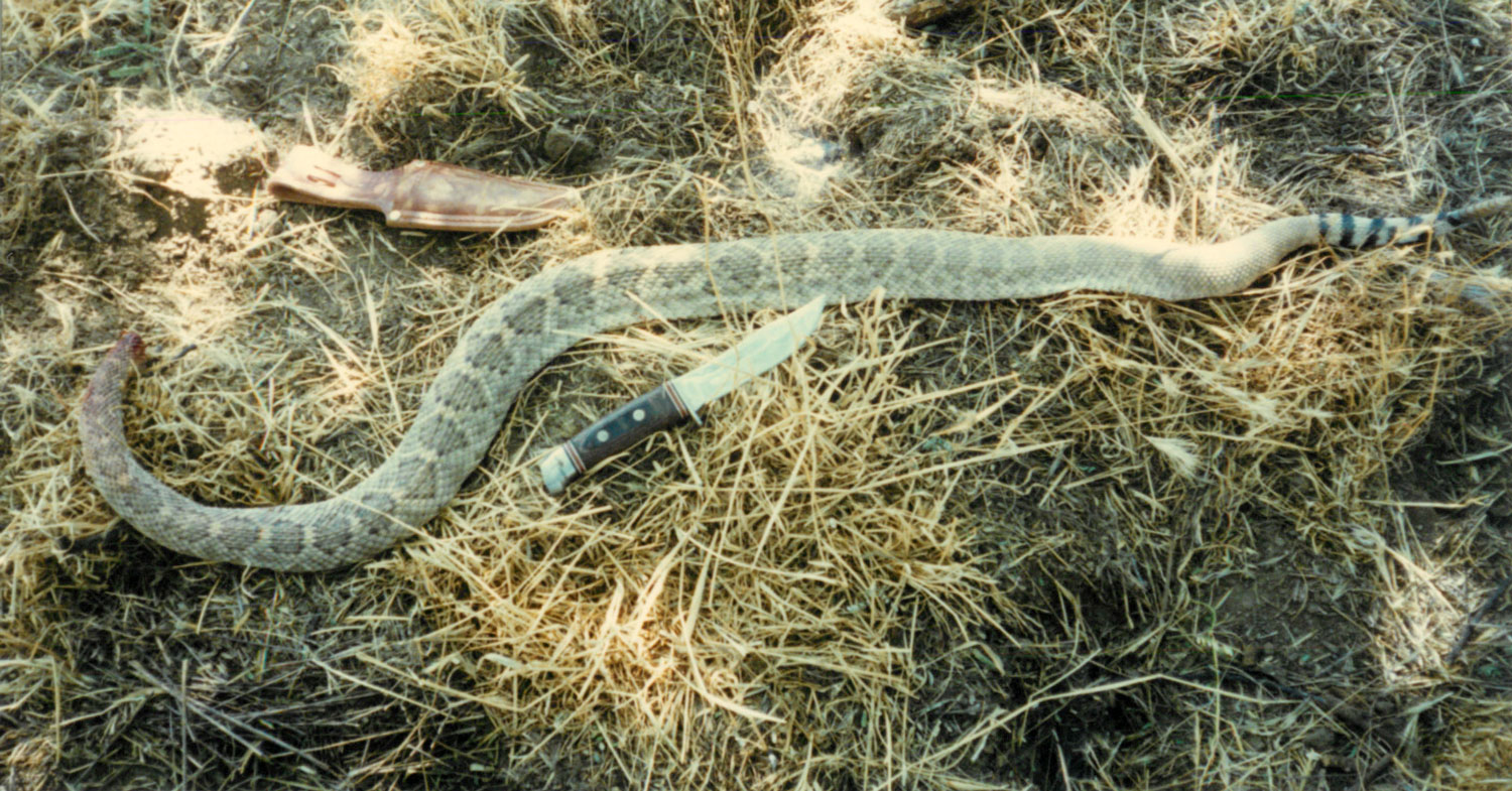 Rattlesnake Picture