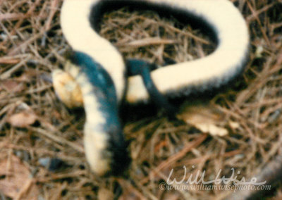 Eastern Hognose Snake