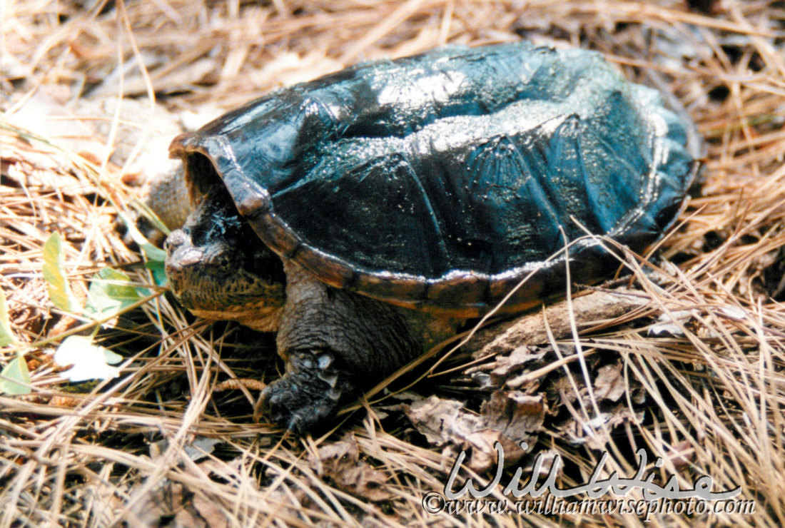Snapping Turtle Picture