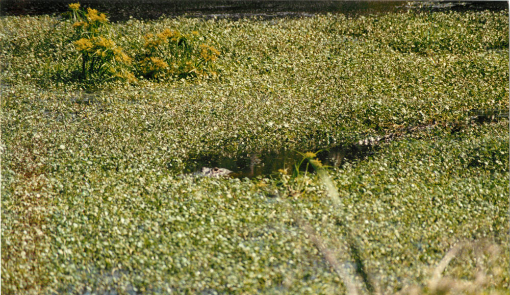 alligator Picture