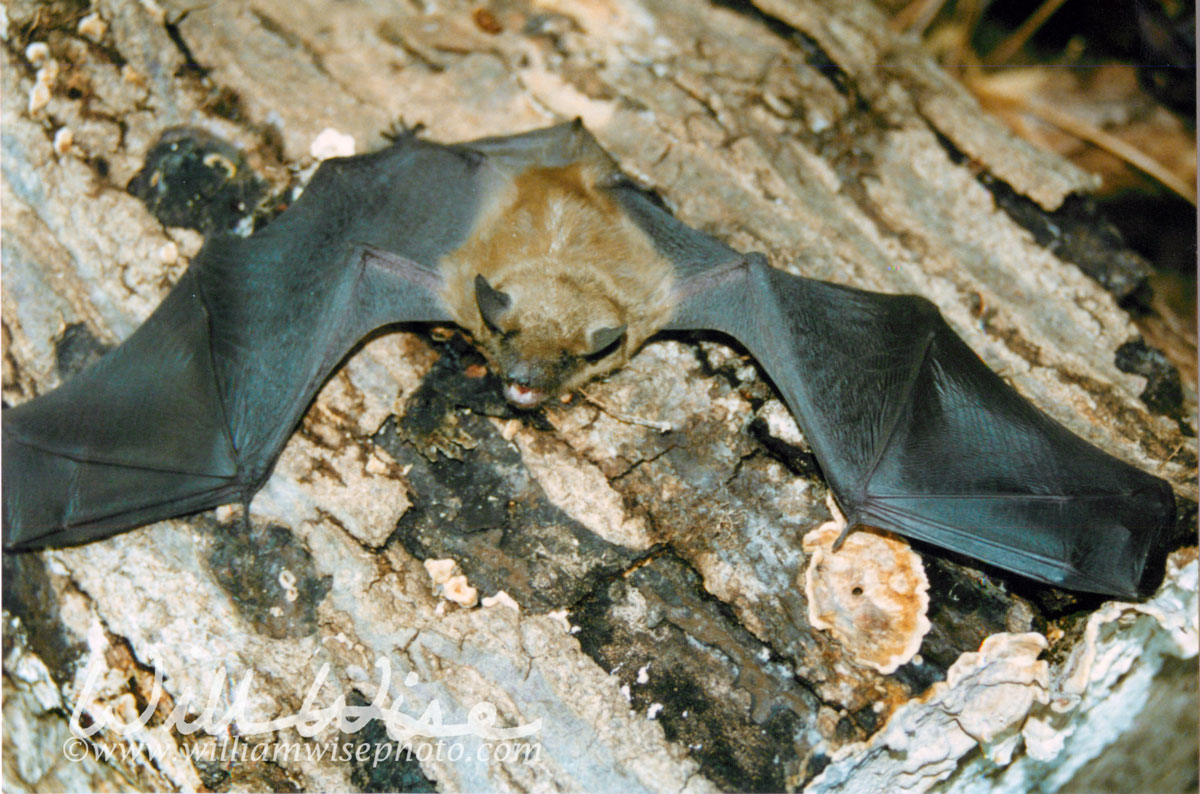 Bat Picture