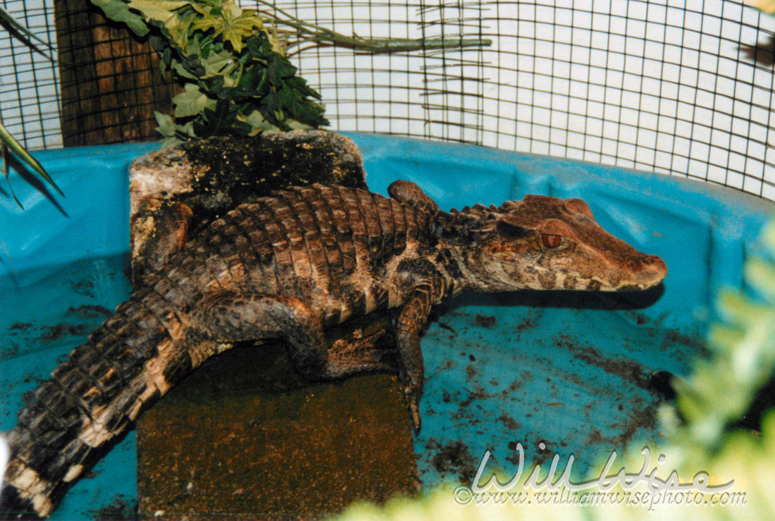 Dwarf Caiman Picture