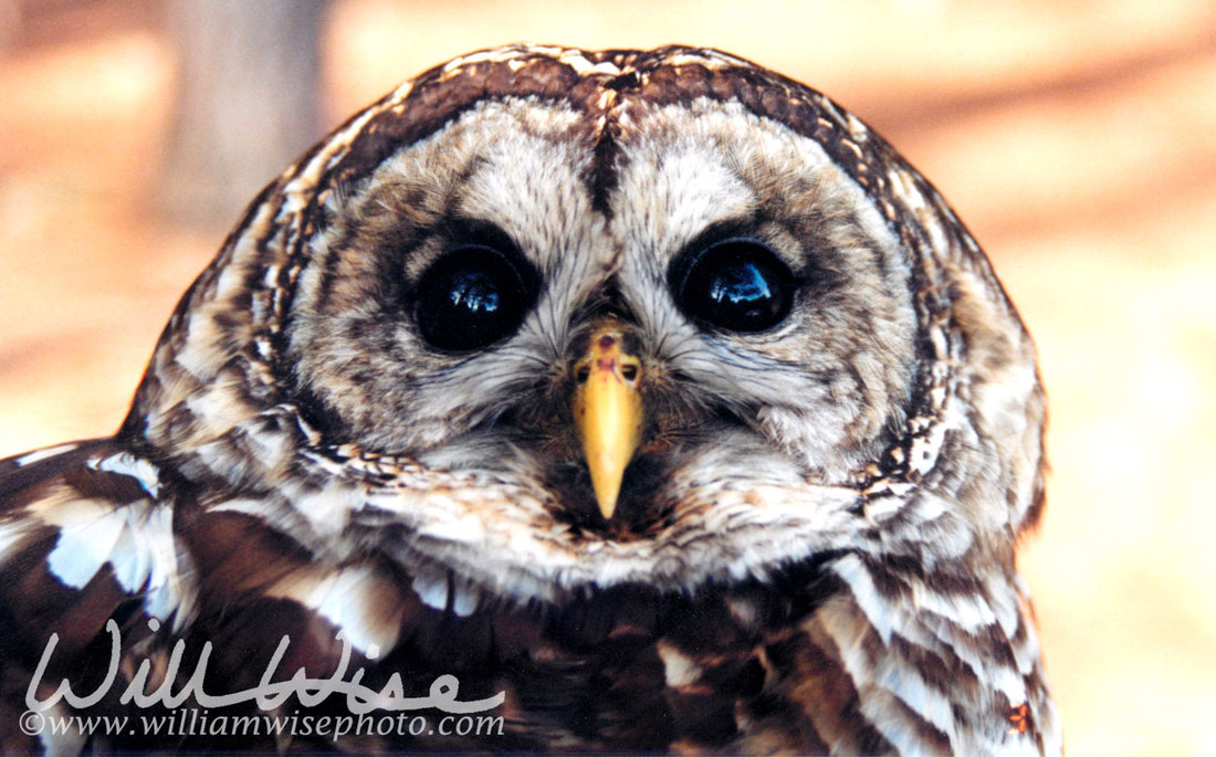 Barred Owl Picture