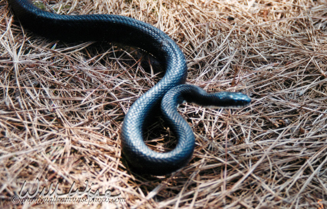 Black Ratsnake Picture