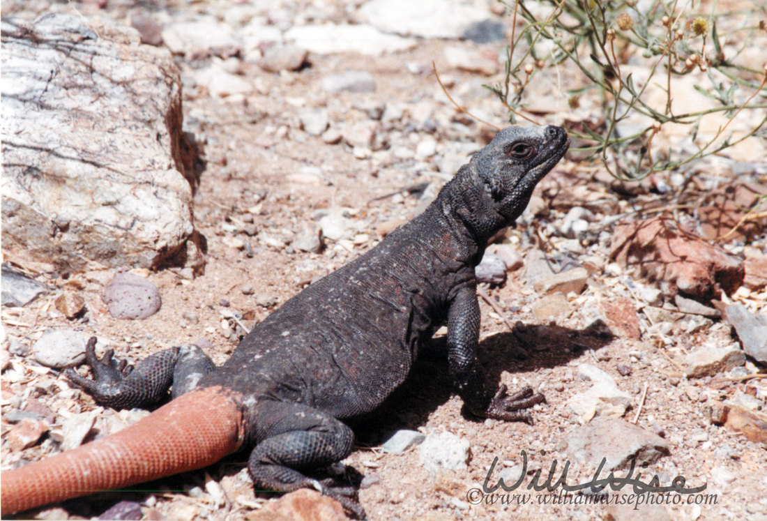 Chuckwalla Picture