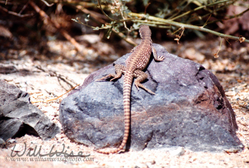 Desert Iguana picture