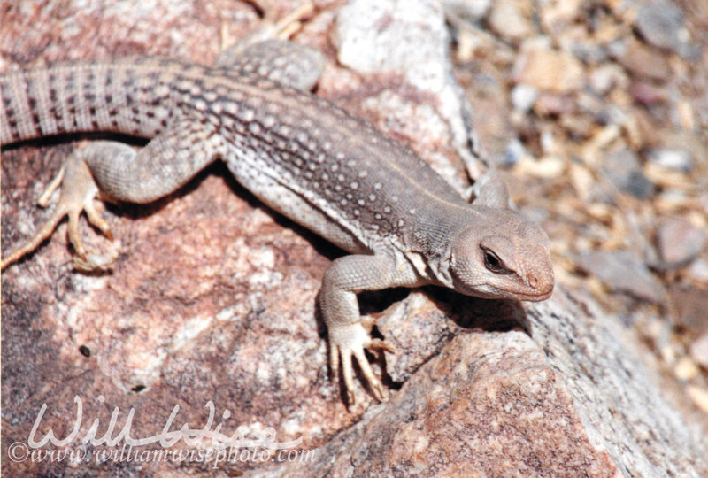 Desert Iguana picture