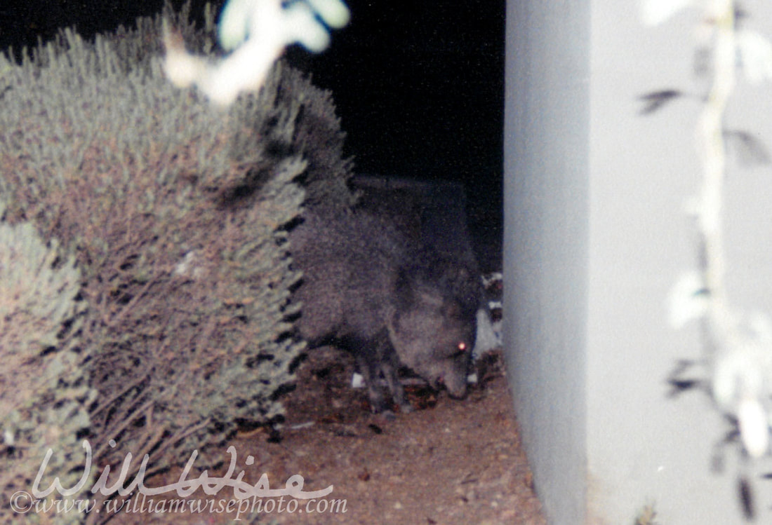 Javelina Picture