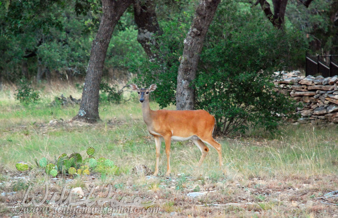 Whitetailed Deer Picture