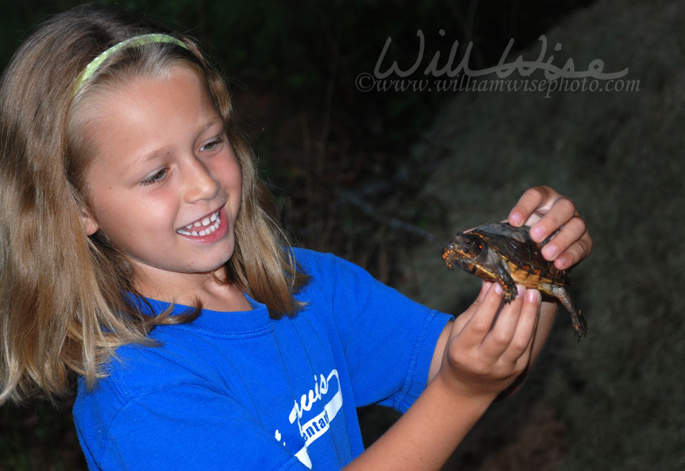 Box Turtle Picture