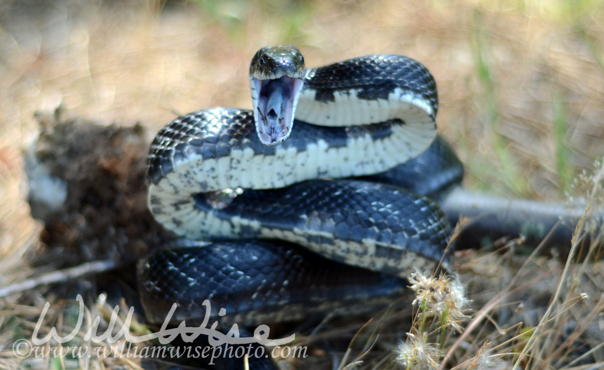 Eastern Black Rat Snake Picture