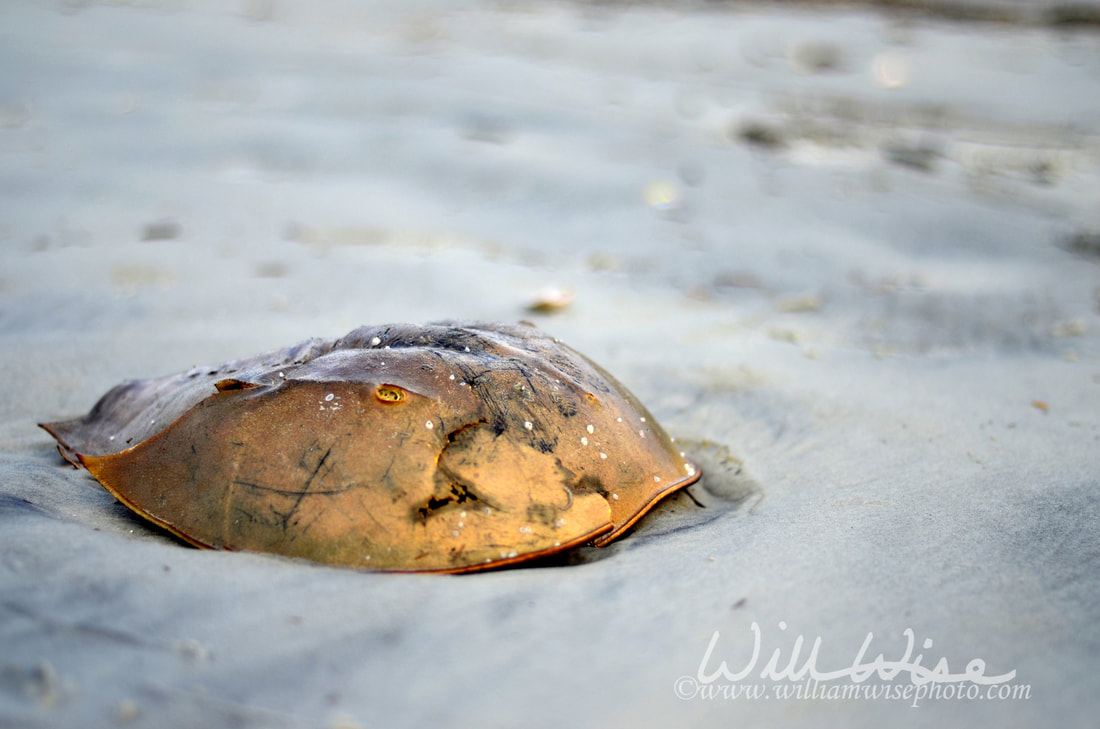 Horseshoe Crab Picture