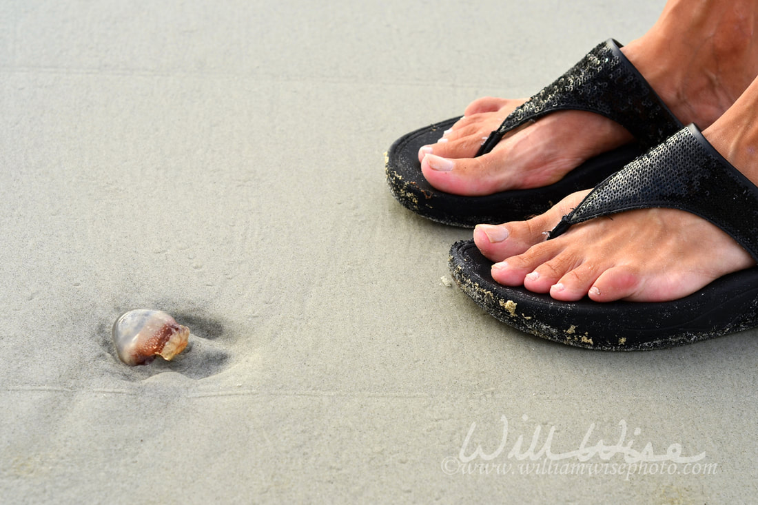 Jellyfish and sandals on Hilton Head Island Beach Picture