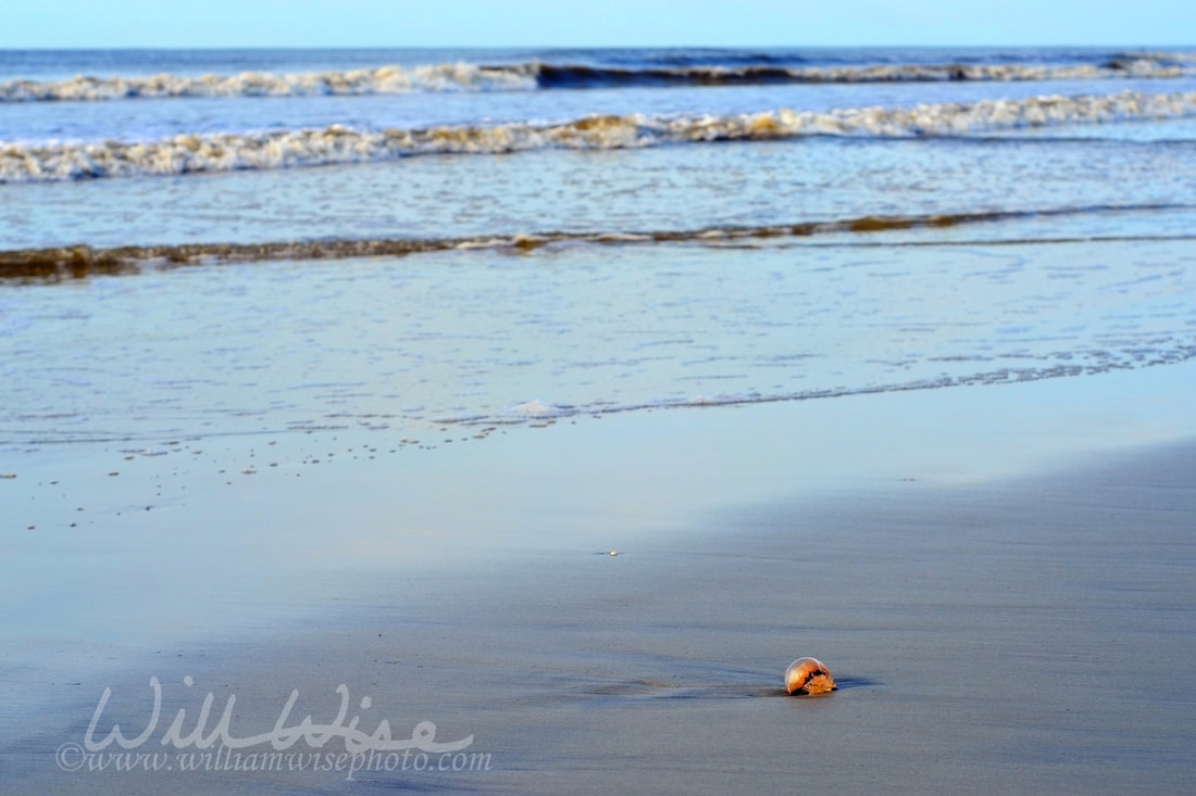 Stranded jellyfish on Hilton Head Island Beach Picture