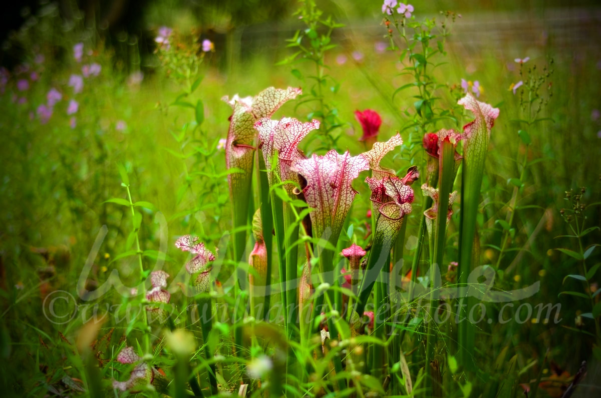 Pitcher Plant Picture