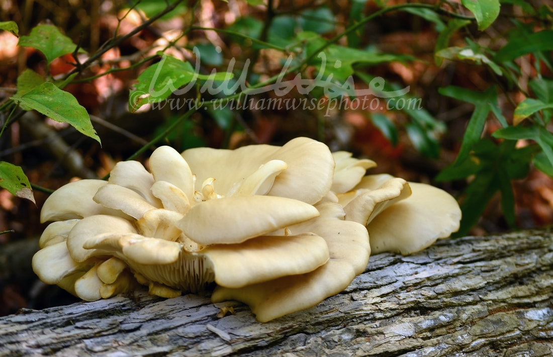 Mushroom Picture