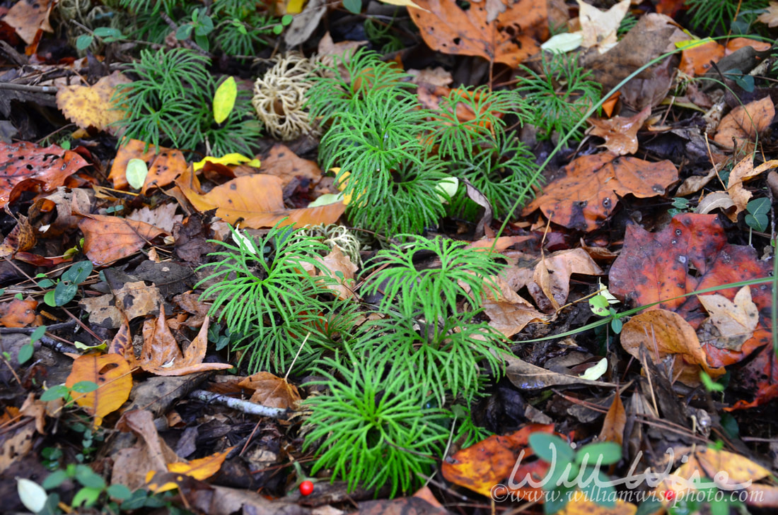 Fan Clubmoss Picture
