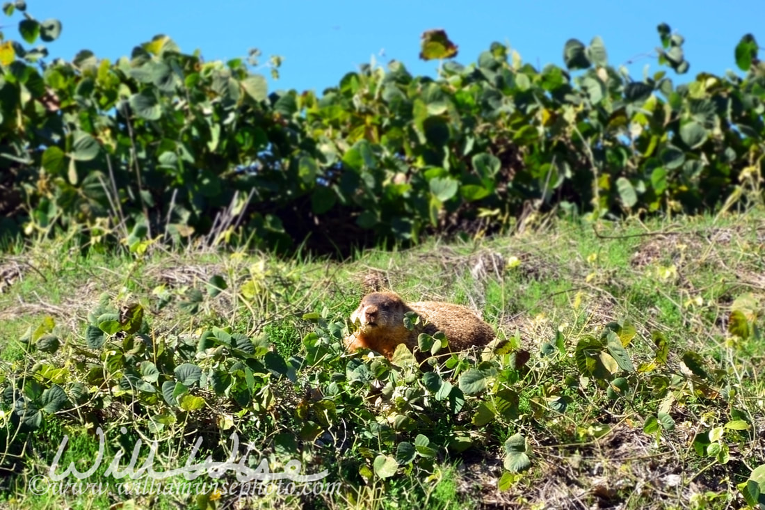 Woodchuck Picture