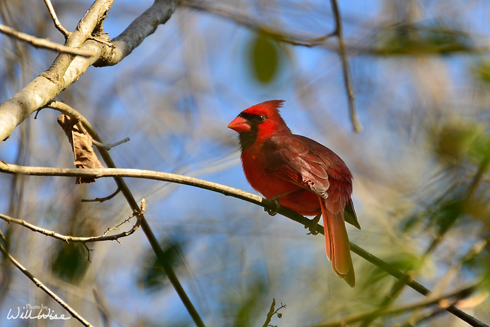 Cardinal Picture