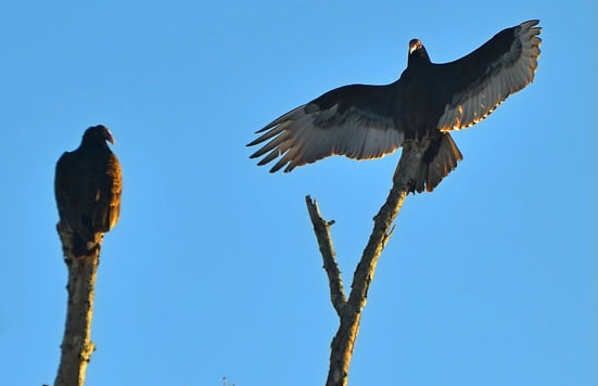 Turkey Vulture Picture