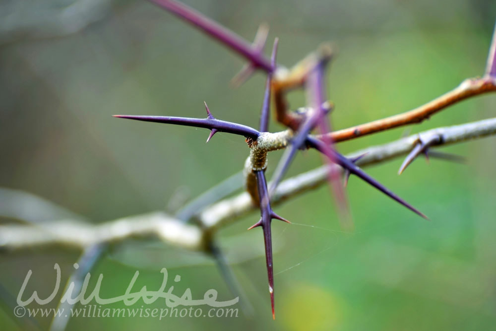 Honey Locust Thorn Picture