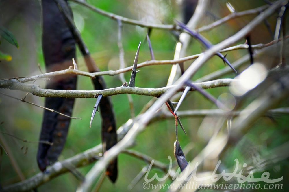 Honey Locust Tree large thorns and seed pod, Georgia Picture