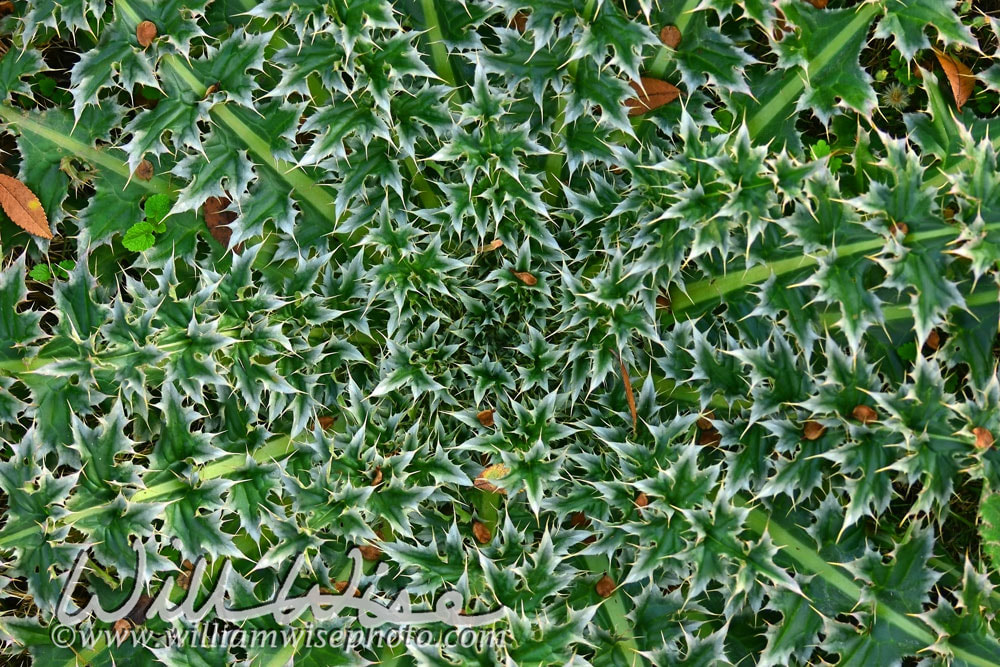 Thistle thorn plant Picture