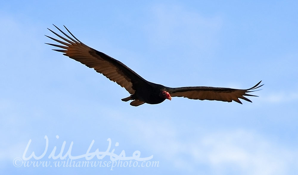 Turkey Vulture Picture