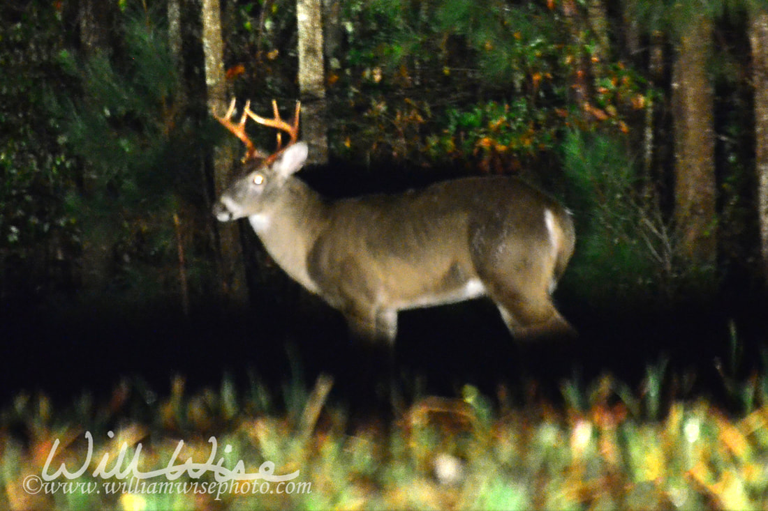 Whitetailed Deer Buck Picture