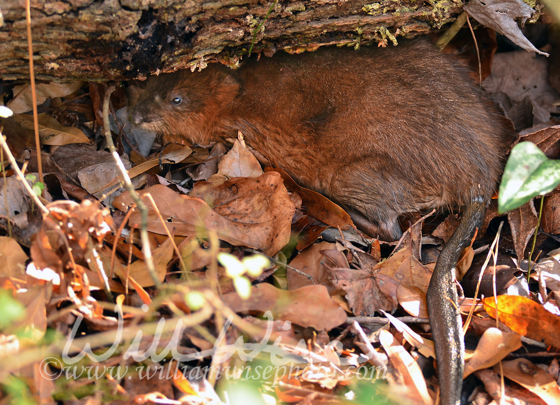 Muskrat rodent, Georgia USA Picture