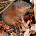 Creation Speaks Stuck Muskrat Picture