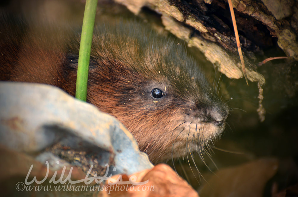 Muskrat Picture