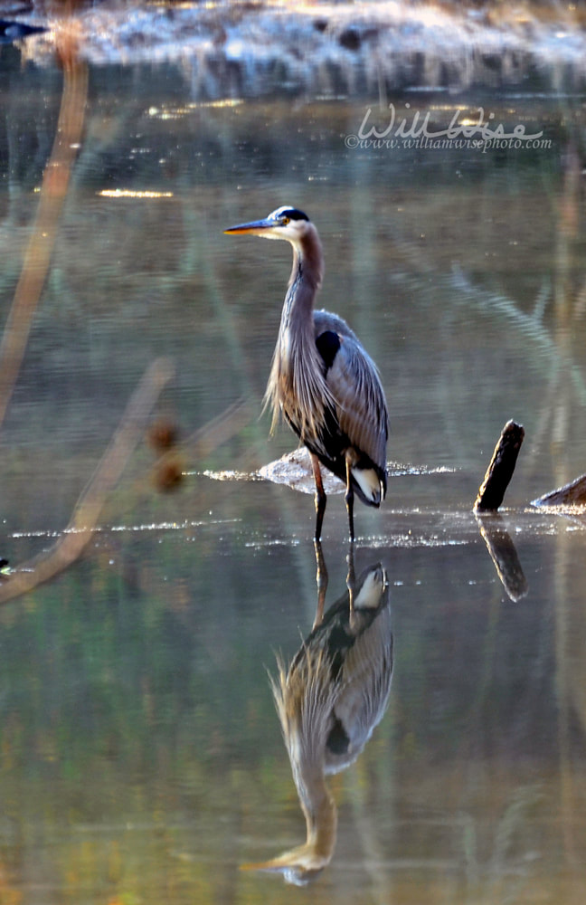 Great Blue Heron