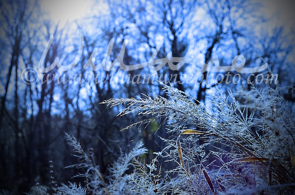 Hoar frost on winter day at Sandy Creek Nature Center Park Picture