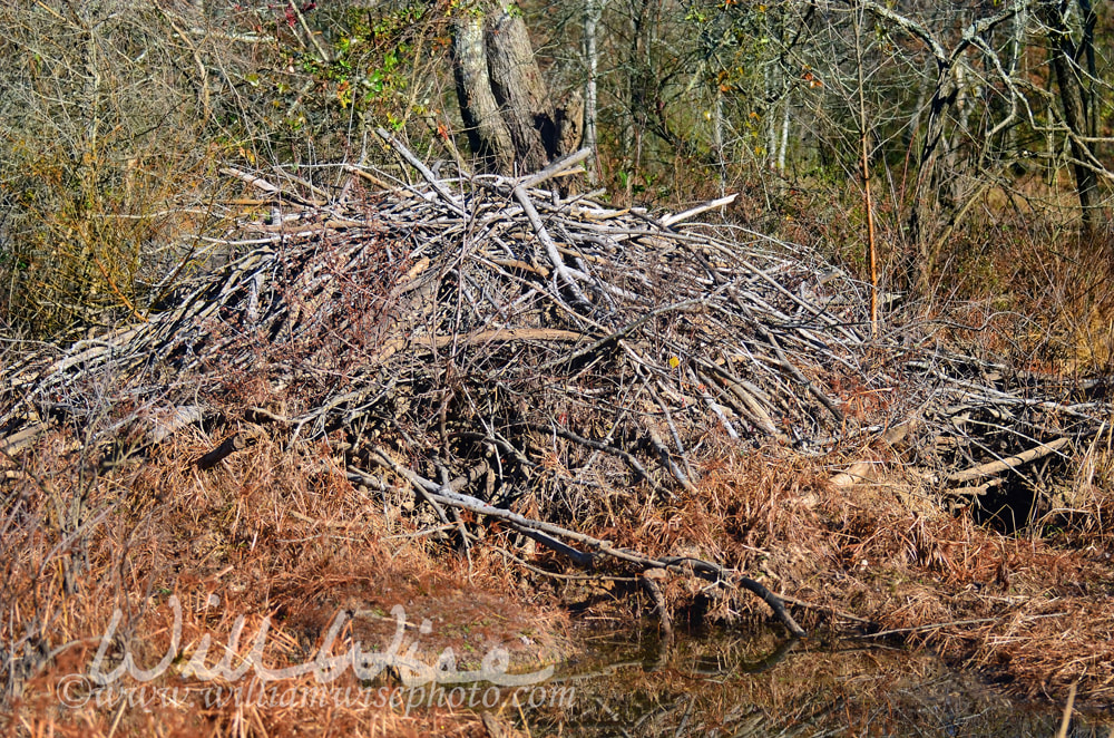 Huge beaver den lodge, Georgia Picture