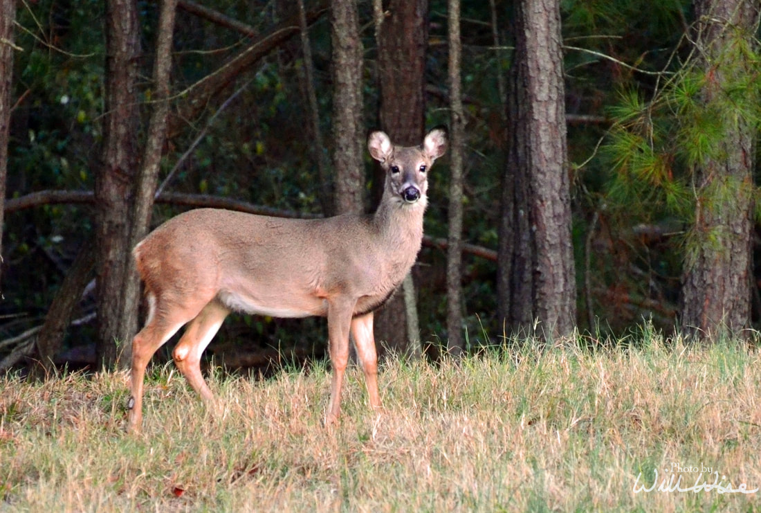 Deer Picture