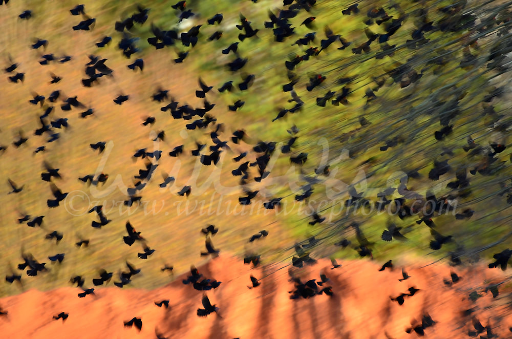 Blackbird Flock Picture