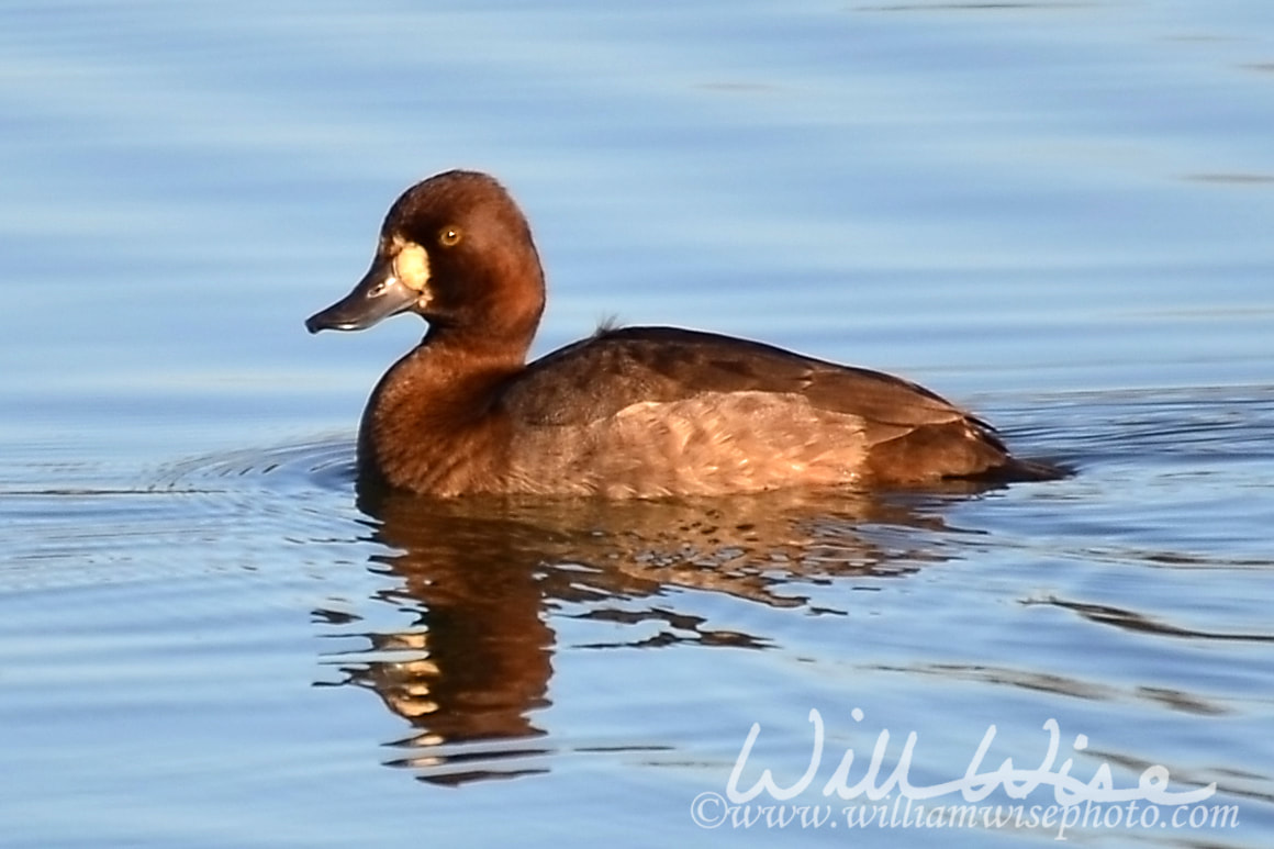 Lesser Scaup Picture