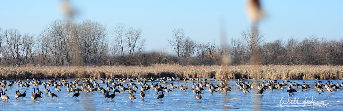 Huge Canada Goose flock on frozen Peter Exner Marsh lake, Illinois Picture