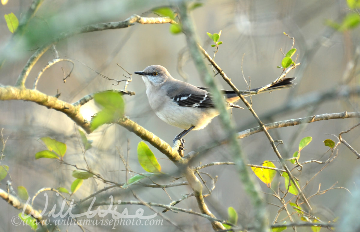 Northern Mockingbird Picture